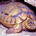 египетская черепаха