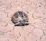пустынная черепаха фото