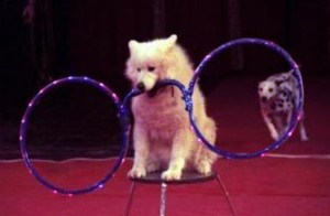 Цирковая-собака-фото