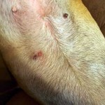 аллергический-дерматит-у-собаки-фото