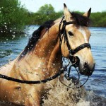 лошади в воде