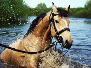 лошади в воде