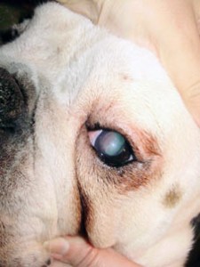 повреждение роговицы глаза у собаки