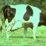 стандарт коровы в европе